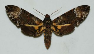 Sphingidae - Coelonia Fulvinotata - Female - Africa