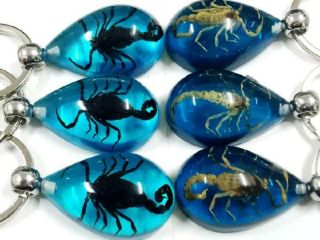 12 Keychain Insect Black Gold Scorpion Blue Keychain Promotion Gift