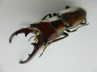 47228.  Lucanidae: Cyclommatus Sp.  New?.  Vietnam Central.  33mm