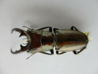 47228.  Lucanidae: Cyclommatus sp.  New?.  Vietnam Central.  33mm 2
