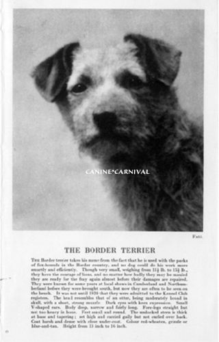 1931 The Border Terrier Dog With Breed Desc.  Vintage Photo Art Print