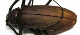 J001 Cerambycidae: Prioninae: Anomophysis Aegrota 70.  5mm