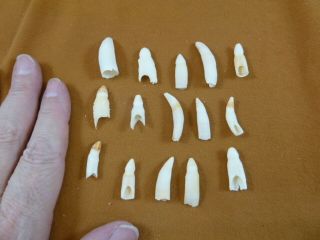 (g370 - 18) 15 Gator Alligator Aligator Tooth Teeth Make Own Jewelry Mixed Sizes