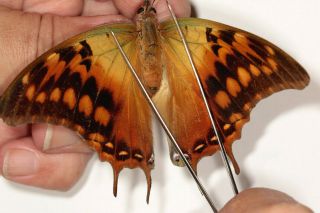 Nymphalidae Charaxes Candiope Female From Cameroon
