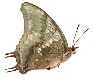 Nymphalidae Charaxes candiope FEMALE from Cameroon 2