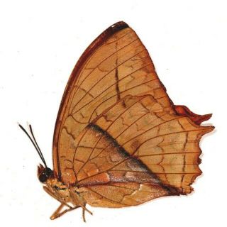 Nymphalidae Charaxes pleione Female RARE from Cameroon 2