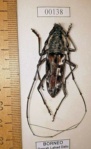 Coleoptera Cerambycidae Trirachus Beetle Entomology Real Insect