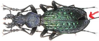 26.  Carabidae - Carabus (aristocarabus) Romanovi Ssp.  Businskyorum.  Female,  A2