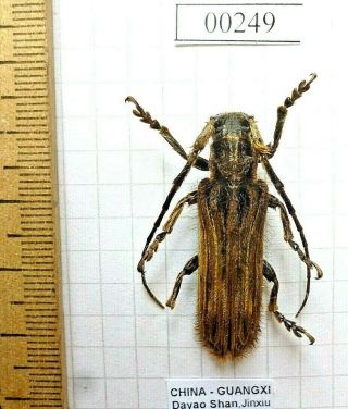 Coleoptera Cerambycidae Xylorhiza Beetle Entomology Real Insect