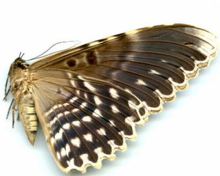 Moth - Noctuidae - Thysania Agrippina - Peru Large