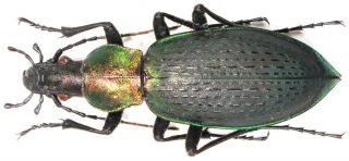 8.  Carabidae - Carabus (coptolabrus) Jankowskii Ssp.  Lii… Female