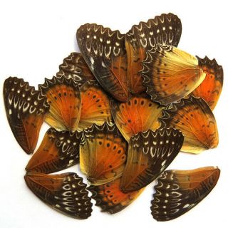 20 Real Butterfly Wing Jewelry Artwork Material Ooak Diy Gift 43