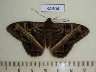 34304 Noctuidae Cyligramma Magus Madagascar