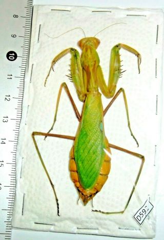 D592 Mantodea Mantidae Sp.  1