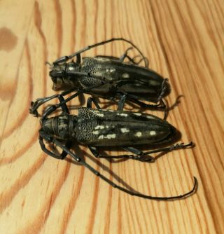 Rare Batocera Sp.  From China 40mm,  Pair A1 Cerambycidae