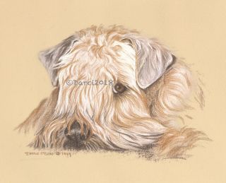 Wheaten Terrier The Look Note Cards