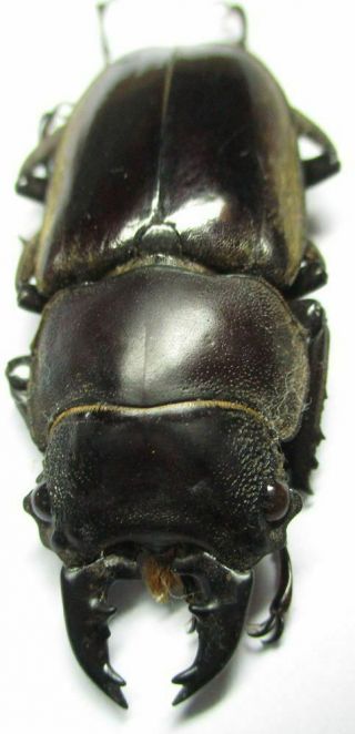 D059 Lucanidae: Prosopocoilus Lumawigi Male 40mm