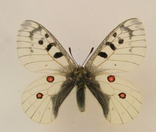 Parnassius Phoebus Nikolaii Male A - Very Rare (papilionidae)