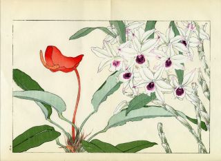 Exquisite Konan Japanese Floral Woodblock Print: “dendrobium Orchid & Anthurium