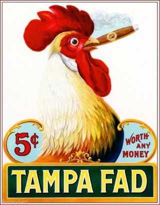 1905 Tampa Fad Rooster Chicken Vintage Cigar Box Label Advertisement Art Print