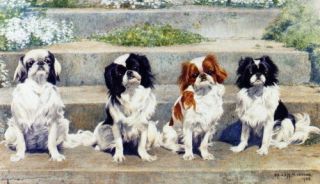 1938 Four Japanese Chin Dog Dogs Sitting On Step Large Note Cards