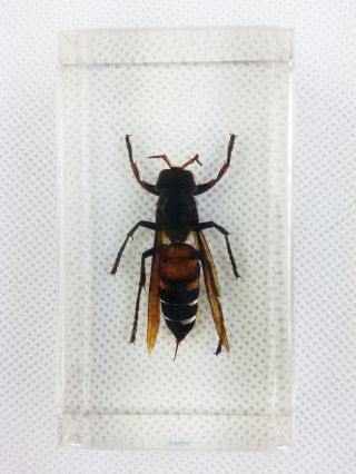 Real Asian Ground Hornet Insect Specimens In Lucite Paperweight Acrylic Crafts