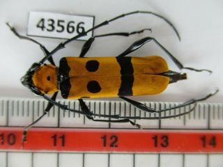 43566.  Cerambycidae: Rosalia Sp.  Vietnam Central
