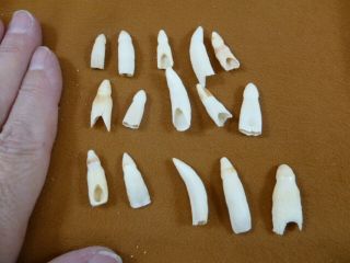 (g370 - 20) 15 Gator Alligator Aligator Tooth Teeth Make Own Jewelry Mixed Sizes