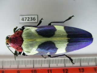 47236.  Buprestidae,  Chrysochroa Sp?.  Vietnam Central