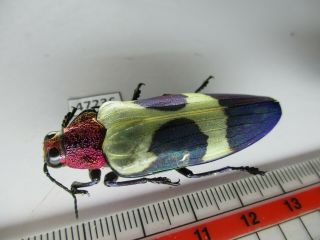 47236.  Buprestidae,  Chrysochroa sp?.  Vietnam Central 2