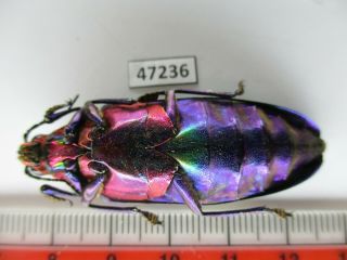47236.  Buprestidae,  Chrysochroa sp?.  Vietnam Central 3