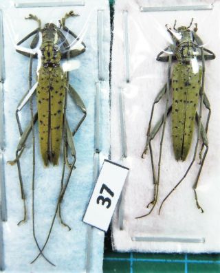 Unmounted Beetle Cerambycidae Unidentified Species Pair Laos
