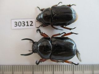 30312.  Unmounted Insects,  Rutelidae: Didrepanephorus Sp?.  North Vietnam
