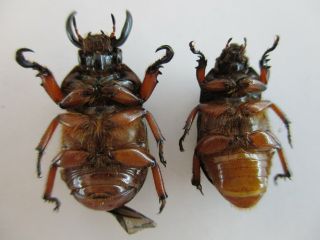 30312.  Unmounted insects,  Rutelidae: Didrepanephorus sp?.  North Vietnam 3
