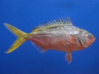 75600 Redbelly Yellowtail Fusilier 6 " Real Freeze Dried Fish Taxidermy