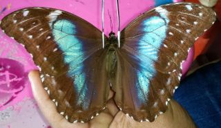 Lepidoptera/morphinae Morpho Menelaus Ssp Female From Brasil 2019