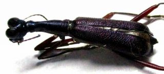 B025 Cicindelidae: Neocollyris Species? 18.  5mm