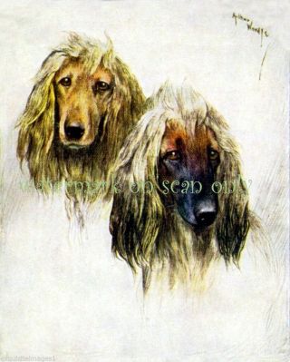 Antique Art Wardle Afghan Hound Dogs Lg Note Cards