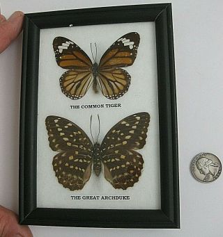 Vtg Art Real Butterflies Mounted Under Glass Framed Taxidermy Speci Lepidoptera