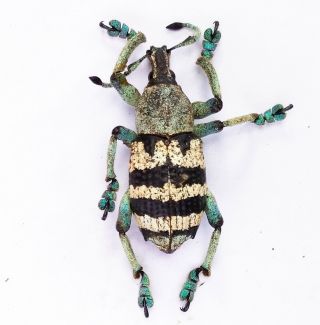 Eupholus Nickerli - Curculionidae 24mm From Labu Mountain,  Lae Province,  Png