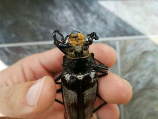 Very Rare Antennae Freak Callipogon Barbatus 67mm Prioninae Cerambycidae