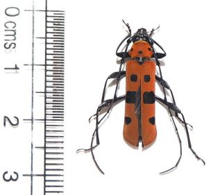 Cerambycidae.  Rosalia Borneensis.  Mt Bawang.  West Kalimantan