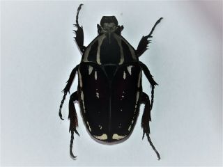 Mecynorrhina Ugandensis 56 Mm Female Blackwhite With Violet
