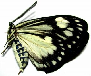 G003 Moths: Zygaenidae Species? 33mm