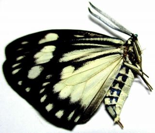 g003 Moths: Zygaenidae species? 33mm 2