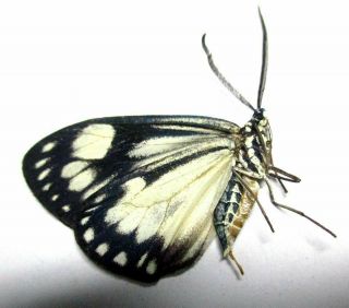 F004 Moths: Zygaenidae Species? 31.  5mm A -