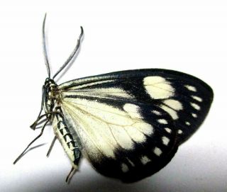 f004 Moths: Zygaenidae species? 31.  5mm A - 2