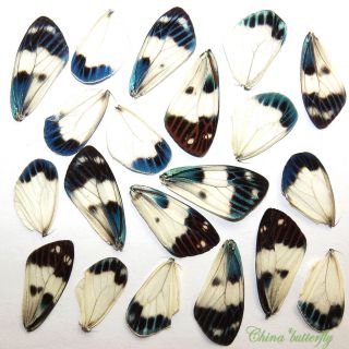 20 Real Butterfly Wing Jewelry Artwork Material Ooak Diy Gift 14
