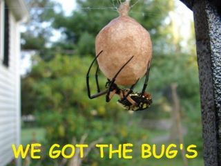 Real Black And Yellow Garden Spider (live Specimen Egg Sac) Egg Sac Only