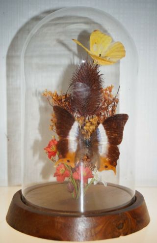 Vintage Butterfly Glass Dome Display Yellow Brown Orange